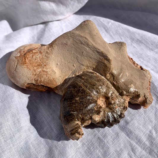 Ammonite - Ancient Fossil In its Matrix