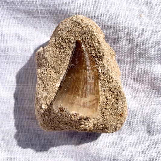 Fossil - Mosasaur Teeth - Small In Matrix
