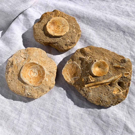 Fossil - Mixed In Matrix - From $15