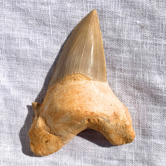 Fossil - Mosasaur Teeth - Large In Matrix