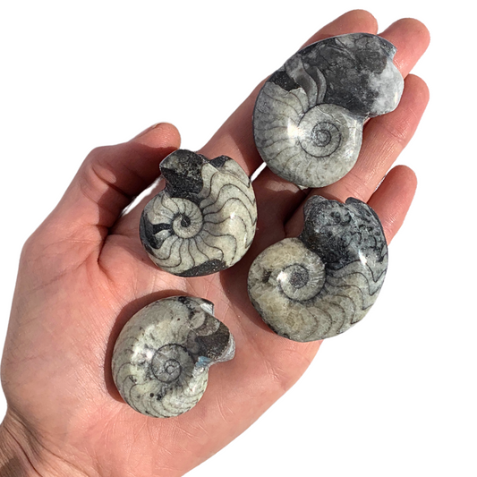 Fossil - Goniatite
