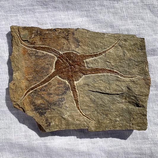Fossil - Ophiurida